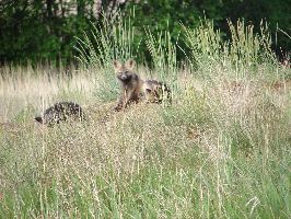 Fox Kits